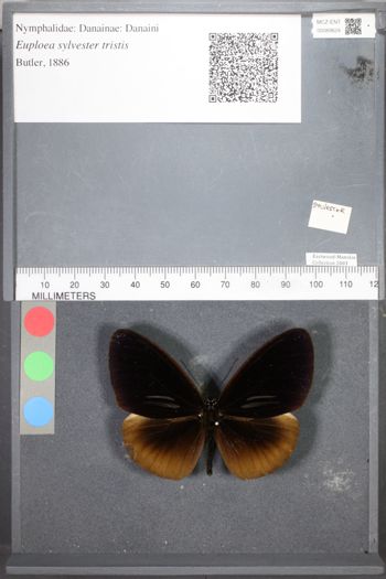Media type: image;   Entomology 89624